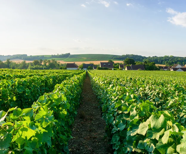 Domaine viticole Treuillet près de Pouilly sur Loire (58)