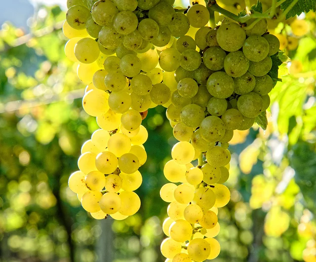 Vignes de Sauvignon pour le Pouilly Fumé à Tracy sur Loire près de Pouilly
