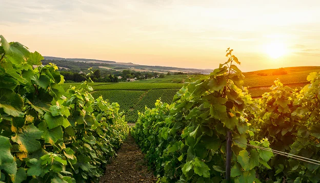 Le Domaine Treuillet, histoire et évolution de 1992 à aujourd'hui