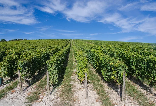 Domaine viticile à Tracy sur Loire cultivant Pinot Noir, Gamay et Sauvignon dans la Nièvre