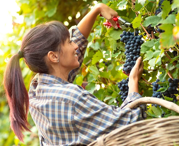Vendanges manuelles les Coteaux du Giennois Rouge à Maison Rouge - Cosne Cours sur Loire (58)