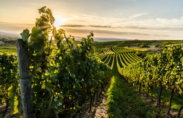 Les parcelles de vignes de Treuillet sont à Villiers, Boisfleury, Fontenille, Saint Andelain, Maison Rouge