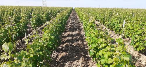 Nos vignes