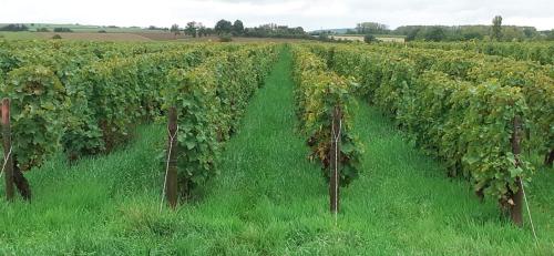 Nos vignes